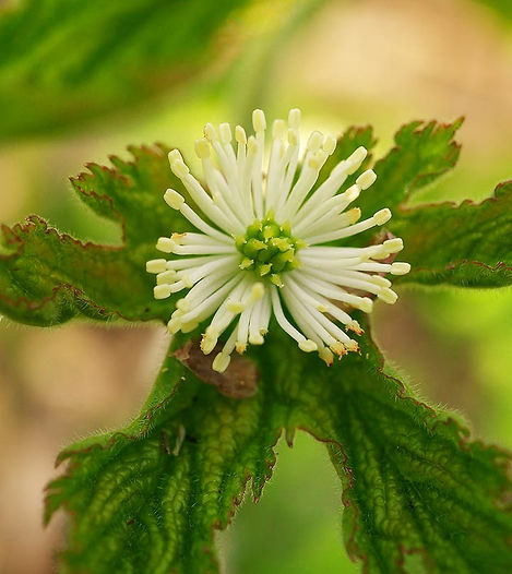 goldenseal for skincare