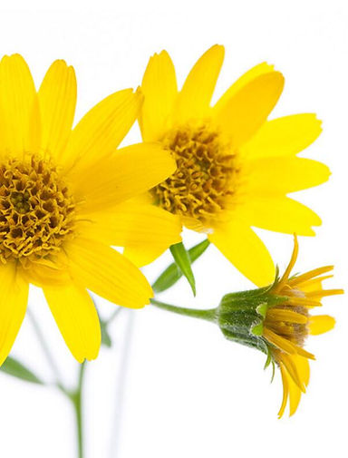 arnica extract for skincare