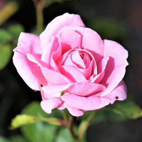 Bulgarian Rose Absolute for skincare