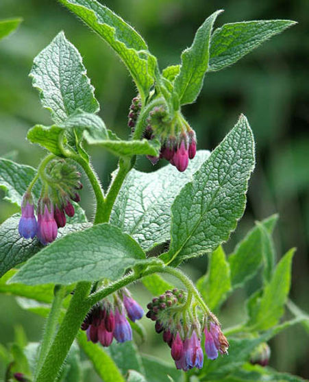 comfrey oil for skincare