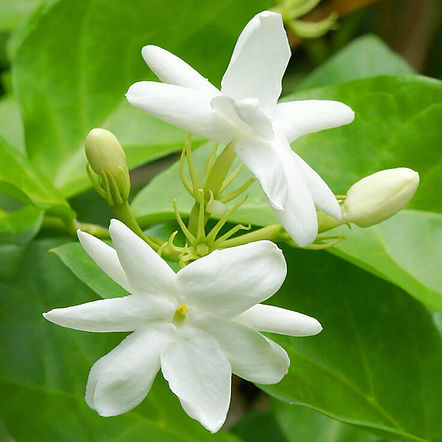Jasmine absolute for skincare