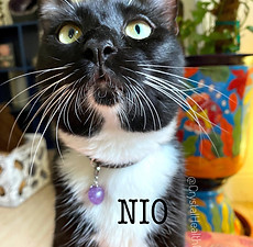 NIO