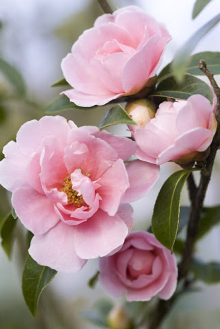 camellia seed oil for skincare