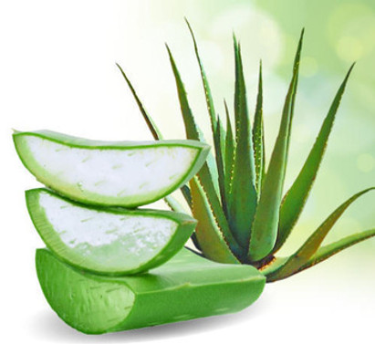 aloe vera for skincare